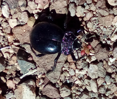 Psectrascelis intricaticollis