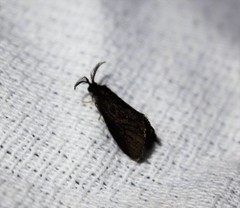 Cryptothelea gloverii