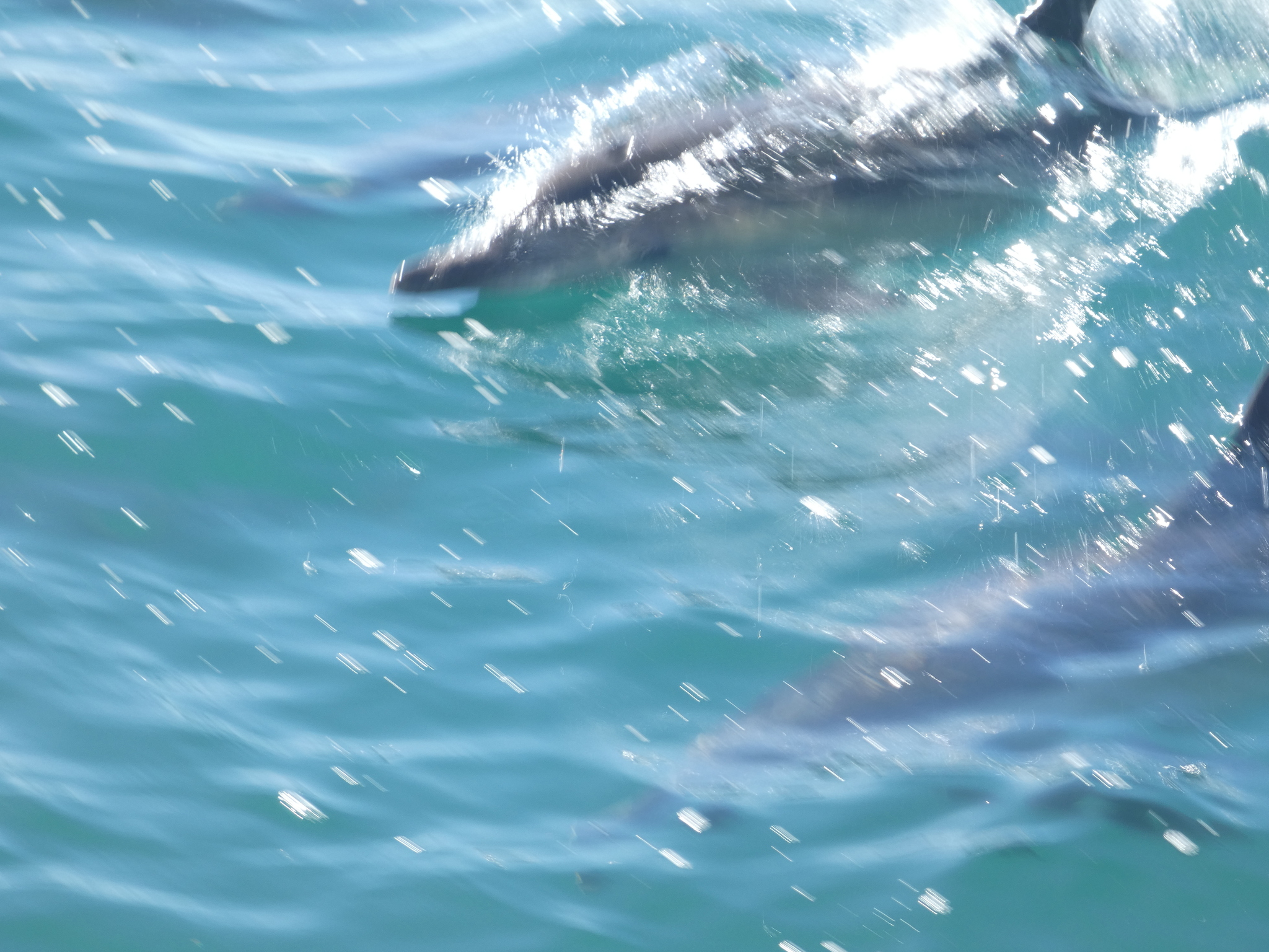 Delphinus delphis