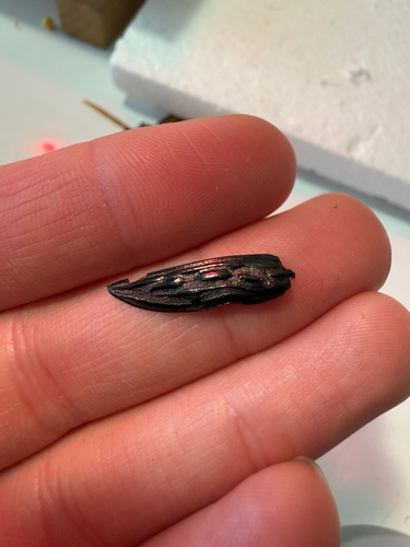 iNaturalist observation photo of Western Sculptured Pine Borer