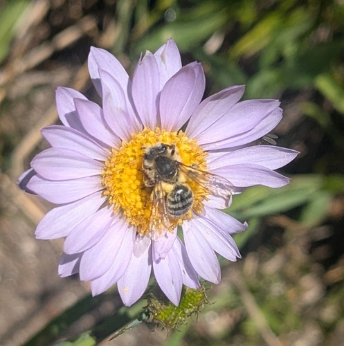 iNaturalist observation photo of Leafcutter, Mortar, and Resin Bees