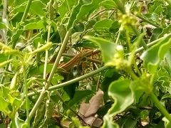 Anolis viridius