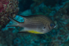 Amblyglyphidodon leucogaster