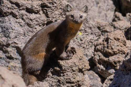 Pacific Marten, photo 3 of 8