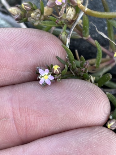 Spergularia canadensis, 2026-07-24