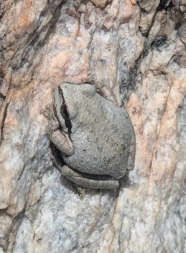 iNaturalist observation photo of Pacific chorus frog