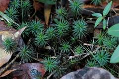 Dawsonia polytrichoides