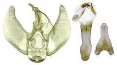 Eupithecia nimbicolor