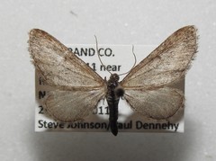 Eupithecia nimbicolor