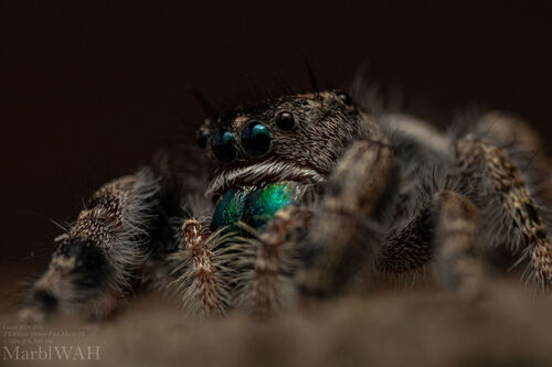 Bold Jumping Spider