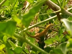 Anolis viridius