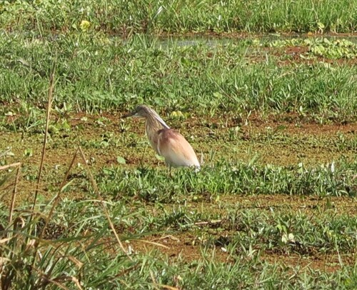 iNaturalist image
