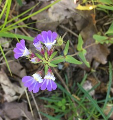 Collinsia violacea