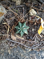 Echinocereus subinermis subinermis