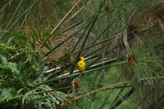 Ploceus castanops