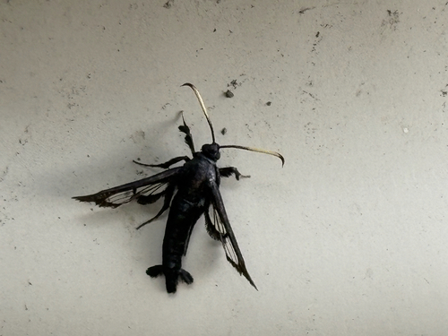 Virginia Creeper Clearwing