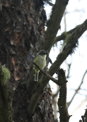 Blue-headed Vireo
