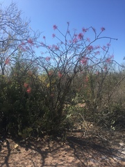 Fouquieria macdougalii