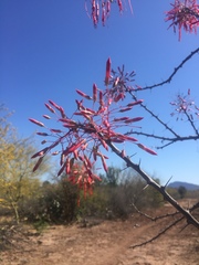 Fouquieria macdougalii