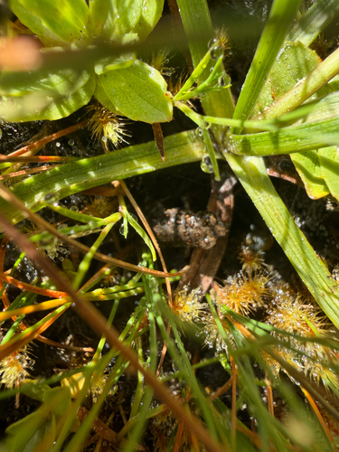 iNaturalist observation photo of Yosemite Toad