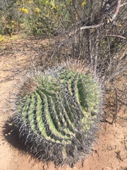 Ferocactus herrerae