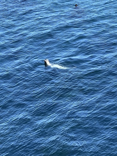(c) squidney65635, some rights reserved (CC BY-NC)