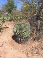 Ferocactus herrerae