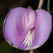 Butterfly Pea - Photo (c) Judy Gallagher, some rights reserved (CC BY)