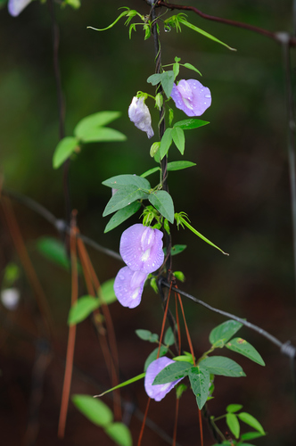 butterfly pea