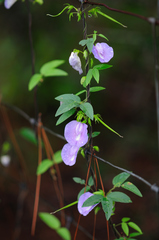 Butterfly pea