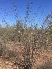 Vachellia campechiana