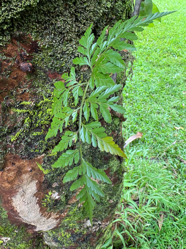 Davallia fejeensis observed 2026-07-24