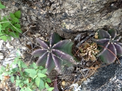 Echinocereus subinermis subinermis