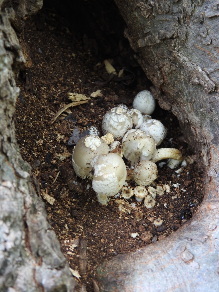 scaly ink cap · July 2026 · photo: Photo: (c) saltyhiker, some rights reserved (CC BY) · iNaturalist