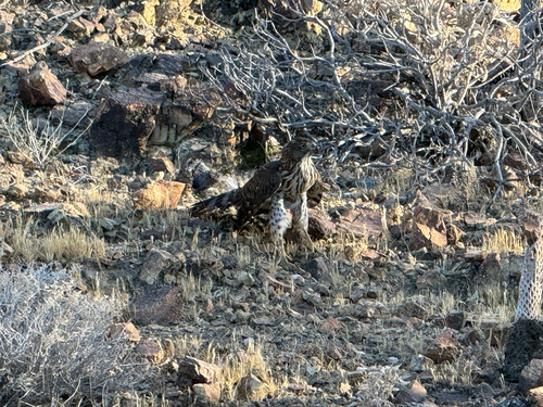 iNaturalist observation photo of Cooper's Hawk