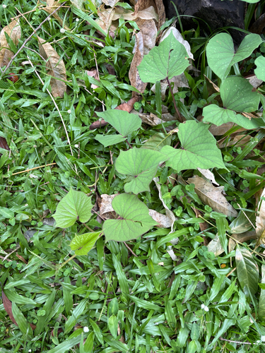 Ipomoea batatas observed 2026-07-24