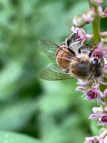 Western Honey Bee
