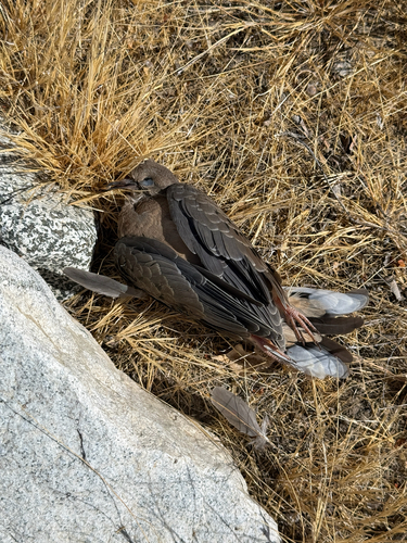 iNaturalist observation photo of Mourning Dove