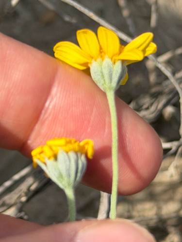 hairyseed bahia