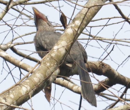 Malabar Grey Hornbill (Ocyceros griseus), photo 8