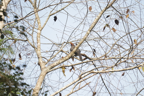 Malabar Grey Hornbill (Ocyceros griseus), photo 7