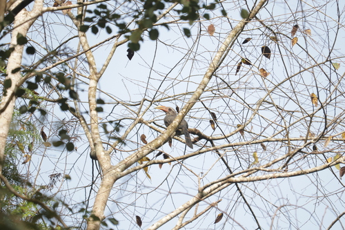 Malabar Grey Hornbill (Ocyceros griseus), photo 9