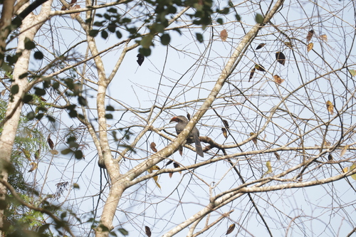 Malabar Grey Hornbill (Ocyceros griseus), photo 10