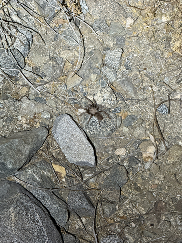 iNaturalist observation photo of Aphonopelma