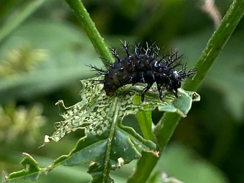 Epilachna mexicana