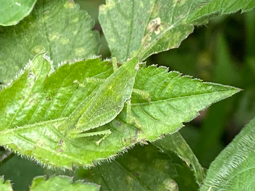 Cornfield Grasshopper