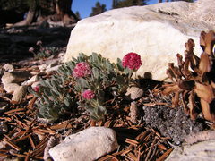 Eriogonum gracilipes