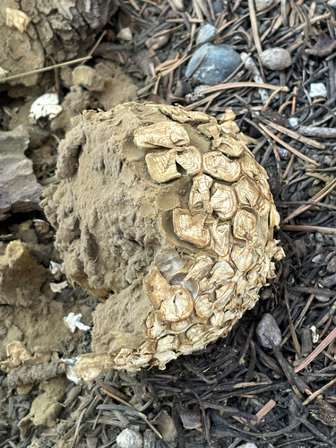 iNaturalist observation photo of Sculptured Puffball