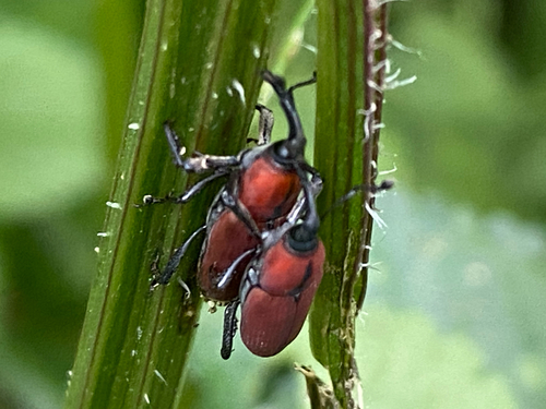 Rhodobaenus sanguineus