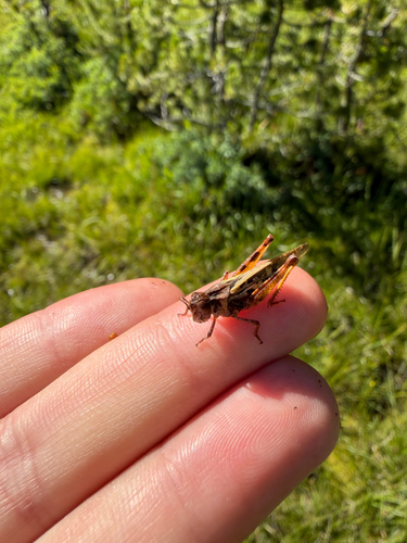 iNaturalist observation photo of Clear-winged Grasshopper
